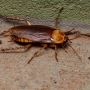 Flatline Pest Control - Cockroach Control Central Coast