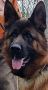 Trained German Shepherds for Sale in Texas | Fleischer Heim