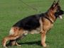 Top German Shepherd Breeders in Texas | Fleischerheim Top German Shepherd Breeders in Texas | Fleischerheim
