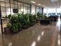 High Quality and Affordable Corporate Plant Service