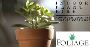 Buy Affordable & Beautiful Indoor Plants in Melbourne