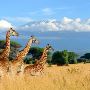 Where is Kilimanjaro?