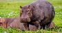 African safaris Travel Guide