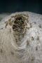 Safe & effective wasp nest removal