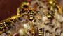 Say goodbye to wasps – expert wasp nest removal in Cambridge