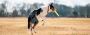 Freedom250 Dog Frisbee – Playful Patriotism for Your Pup