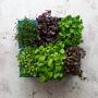 Buy Fresh Sakura Mix in UAE| Fresh Focus Food Buy Fresh Sakura Mix in UAE| Fresh Focus Food