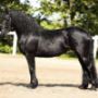 Purebred Friesian gelding ‘KOKO H’