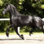 Champion Friesian gelding