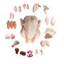 halal chicken suppliers