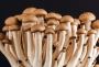 The Ultimate Budget Guide to Mushroom Liquid Culture Product
