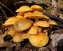 Golden Teacher Spores – Premium Psilocybe Cubensis for Culti