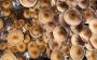 Budgeting for Mushroom Growing Supplies: Liquid Culture 