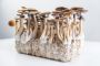 Step-by-Step Guide to Psychedelic Mushroom Cultivation for B