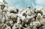 Psychedelic Mushroom Cultivation Made Easy – Step-by-Step 