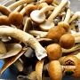 Mushroom Spore Syringes - Fullsend Organicks Mushroom Spore Syringes - Fullsend Organicks