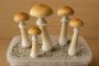 Mushroom Cultivation Supplies - Fullsend Organicks