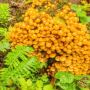 Psilocybe Azurescens Liquid Culture - Fullsend Organicks