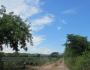 Land For Sale in Monteon