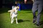 Expert Dog Training Services in Oxford - Gamegoer Kennels