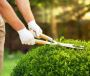 Is Hedge Cutting in Dublin Just a Waste of Money?