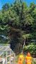 Why Choose Professional Tree Stump Removal in Dublin?