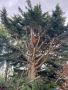 Can Tree Surgeons Really Save Your Trees? Can Tree Surgeons Really Save Your Trees?