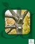 How to Choose the Right Tree Felling Company in Dublin How to Choose the Right Tree Felling Company in Dublin
