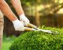 Why Choose Professional Hedge Cutting Services in Dublin?