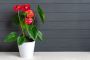 Anthurium Plant Online - Gardengram