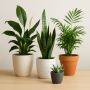 🌿 Buy Premium Indoor & Outdoor Plants Online – Garth Greens