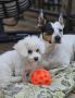 Trusted Pets Ultrasound Services in Edmonton Trusted Pets Ultrasound Services in Edmonton