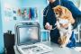 Trusted Pets Ultrasound Services in Edmonton Trusted Pets Ultrasound Services in Edmonton
