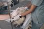 Expert Pets Orthopedic Surgery in Edmonton