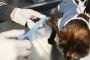 Pets Orthopedic Surgery in Sherwood Park – Expert Care