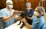 Endoscopy for Pets in Sherwood Park – Gentle & Precise
