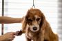 Trusted Veterinary Hospital Edmonton – Gateway Vet