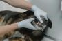 Top-Rated Edmonton Pet Hospital – Gateway Vet Centre