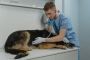 Trusted Veterinary Hospital Edmonton – Gateway Vet Centre