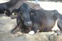 Support Cow Welfare with Gaushala Online Donation