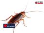 Cockroach Control Services: Fast & Reliable in Gold Coast