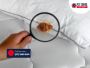 Bed Bug Treatment Gold Coast: Fast & Reliable Extermination