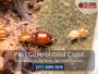 Pest Control Oxenford – Effective Pest Treatments