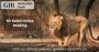 Everything to know About Gir National Park Safari Booking On