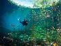 Cenote Diving | Godivemexico.com