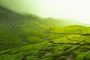 Interested in Wildlife Adventures on Munnar Travel Packages?