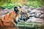 Want to Explore the Rich Biodiversity on Sundarban trip?