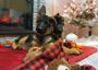 German Shepherd Puppies for Sale