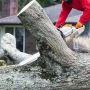 Professional Tree Care Services In Bensenville IL