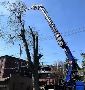 Tree Removal Insurance Evansville Indiana | Gray's Tree & Cr